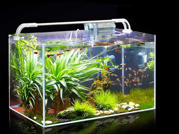 Glass Aquarium
